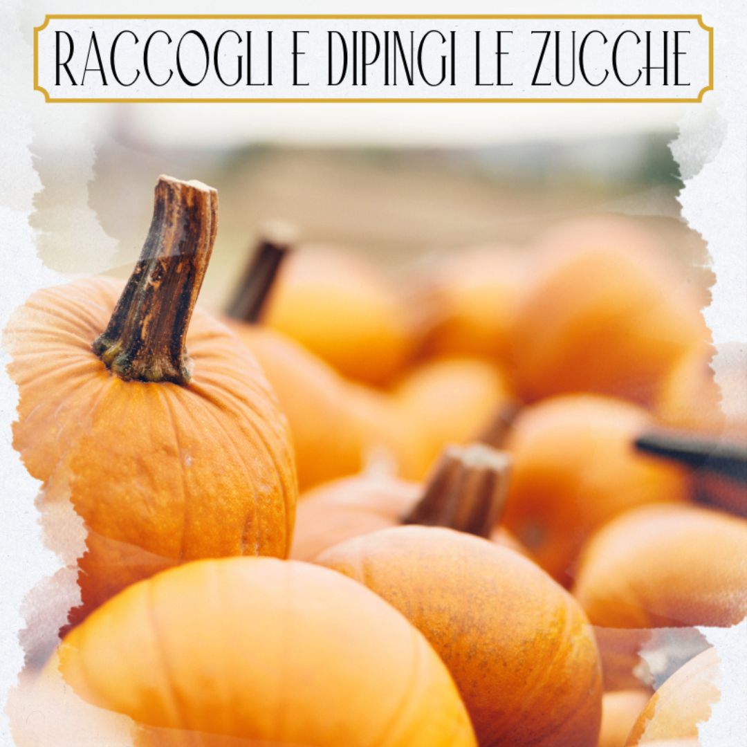 CAMPO DI ZUCCHE LABORATORIO